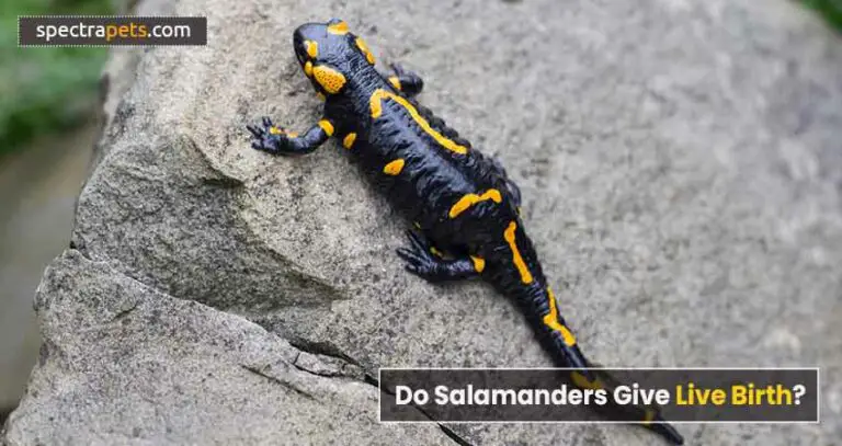 How Do Salamanders Reproduce? [An In-depth Look]