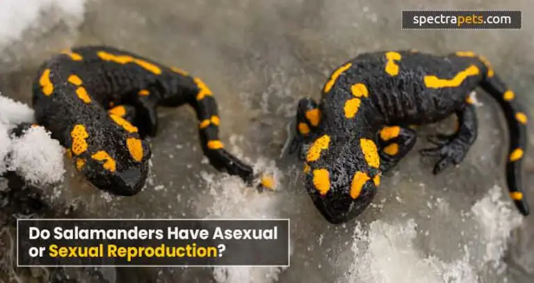 How Do Salamanders Reproduce? [An In-depth Look]