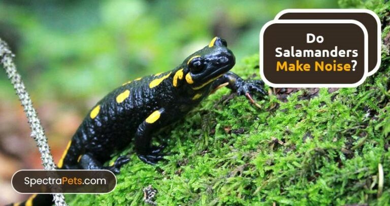 Do salamanders make noise? [Vocalizations & Communication]