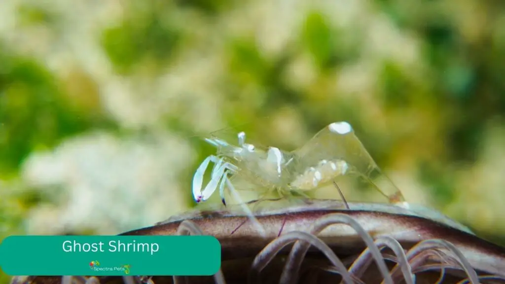 Ghost Shrimp