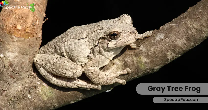  Gray tree frog (Dryophytes versicolor)