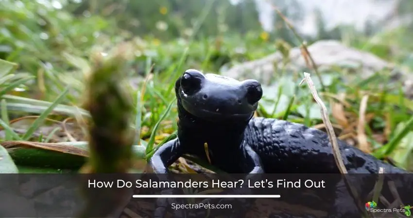 How Do Salamanders Hear