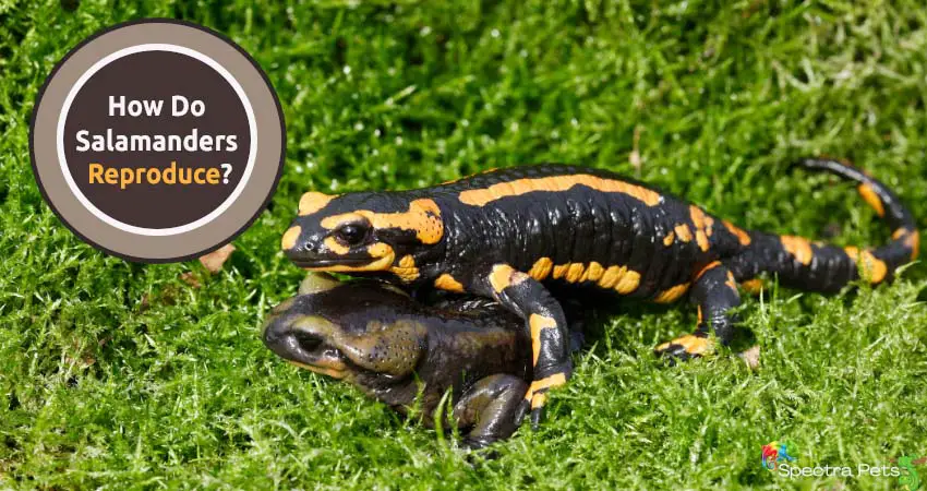 How Do Salamanders Reproduce? [An In-depth Look]