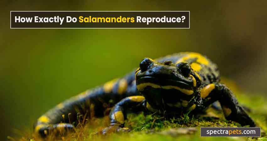 How Exactly Do Salamanders Reproduce