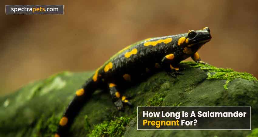 How Long Is A Salamander Pregnant For