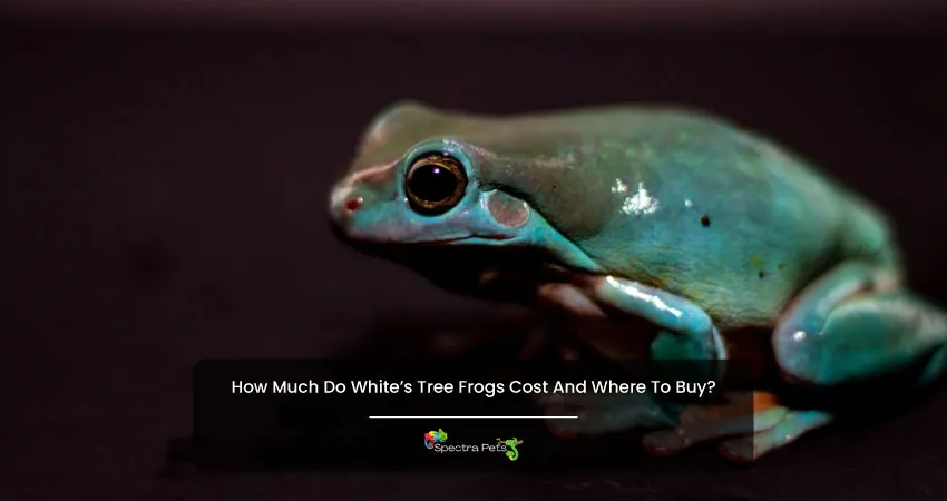 How Much Do Whites Tree Frogs Cost And Where To Buy