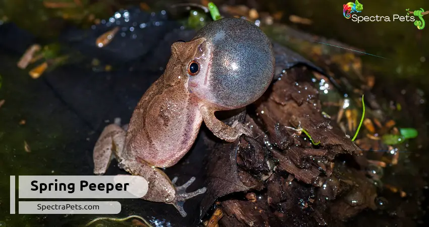 Spring-Peeper-frog