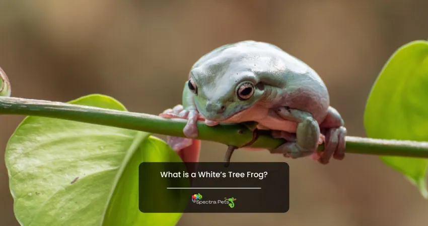 What is a Whites Tree Frog