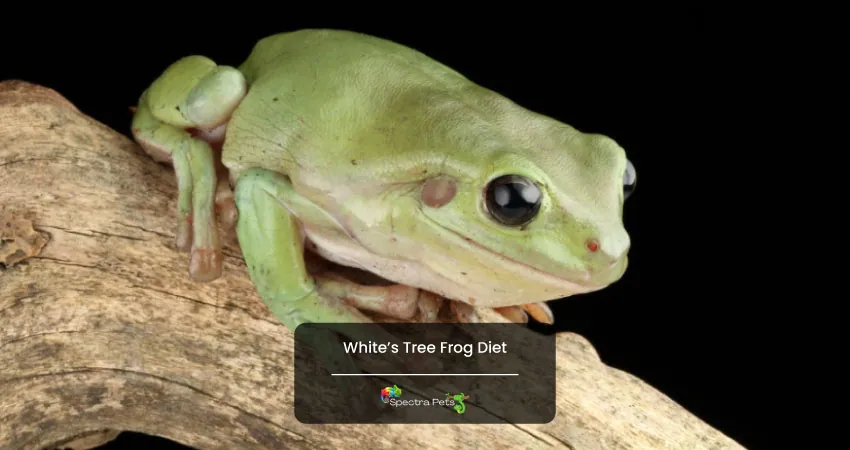 Whites Tree Frog Diet