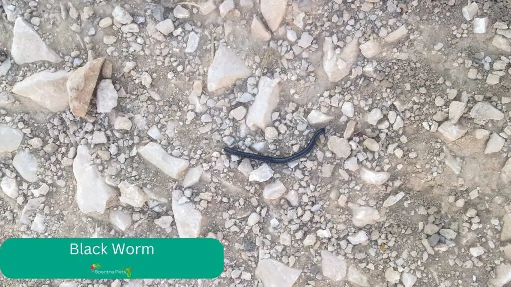 blackworm