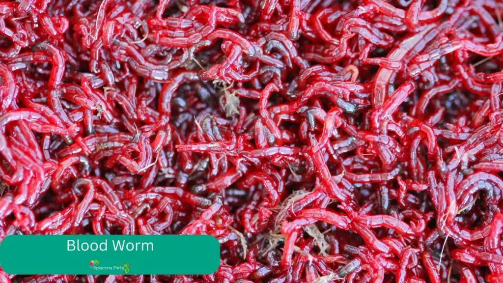 bloodworm