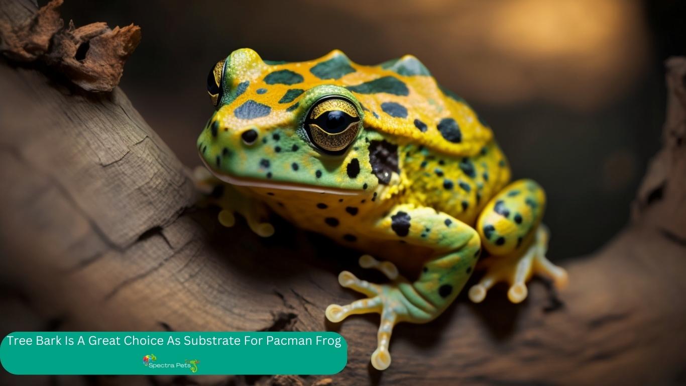 Best Substrate For Pacman Frog [Making Comfortable Habitat]