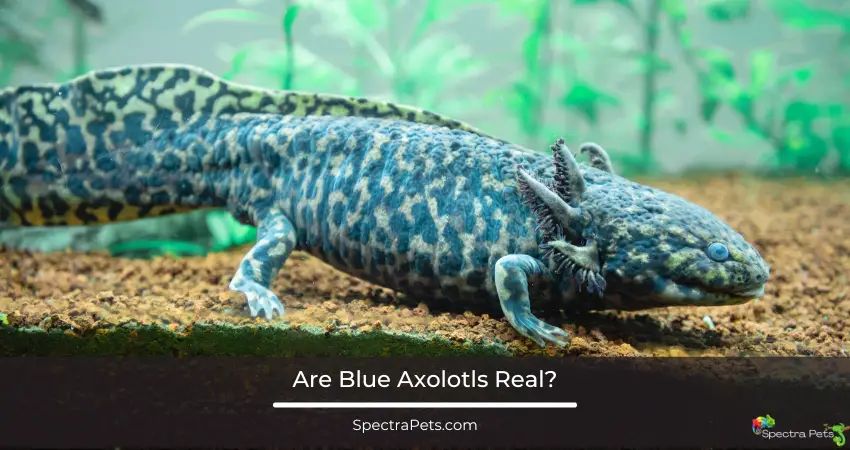 Are Blue Axolotls Real?