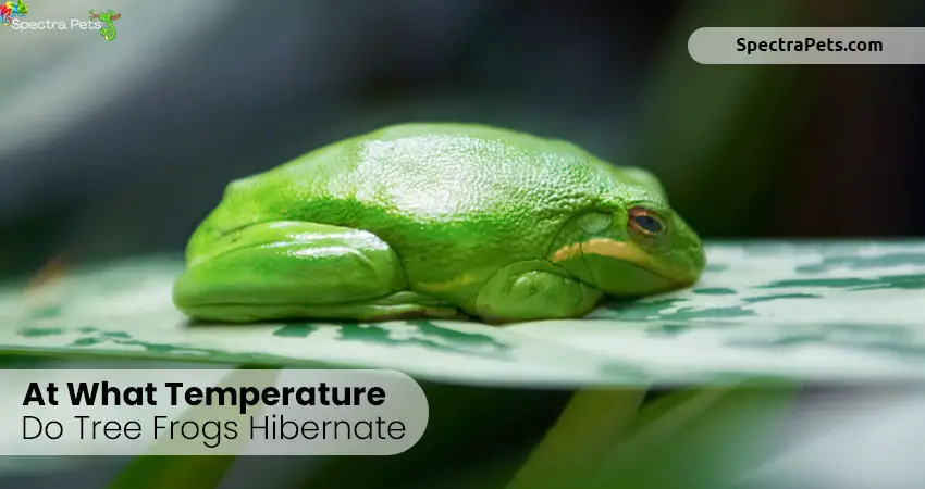 At What Temperature Do Tree Frogs Hibernate