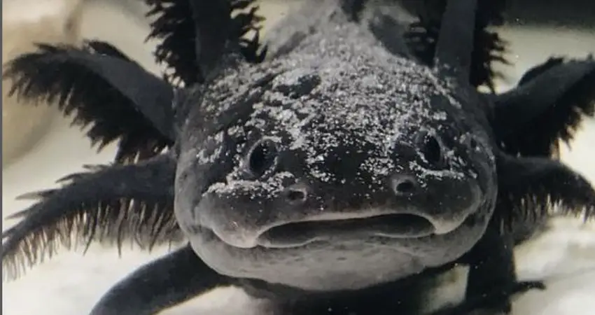 Black Axolotl