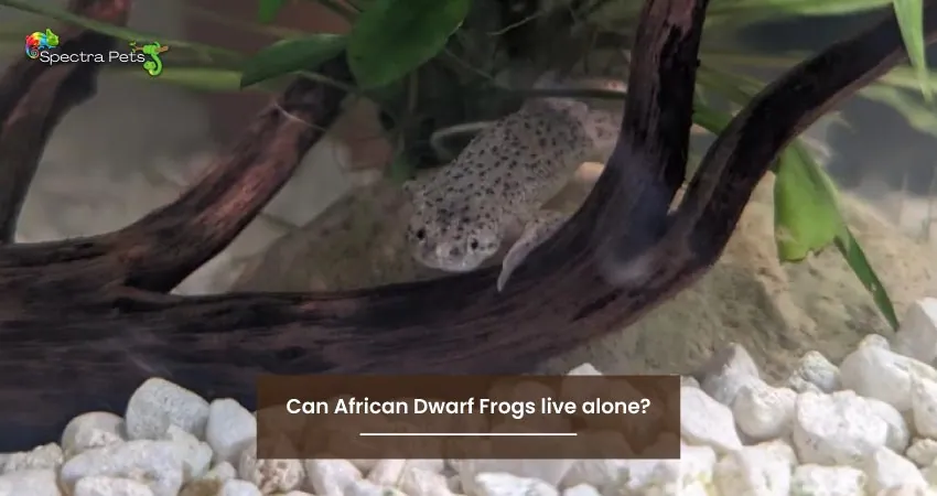 Can African Dwarf Frogs live alone