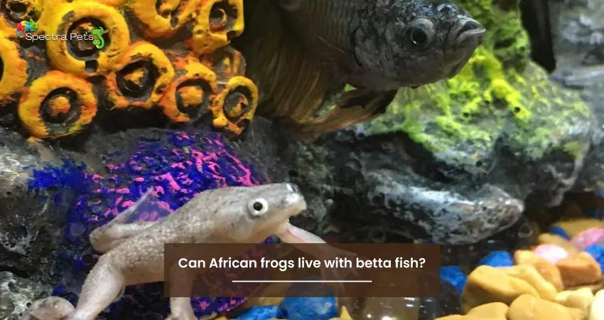 Can African frogs live with betta fish
