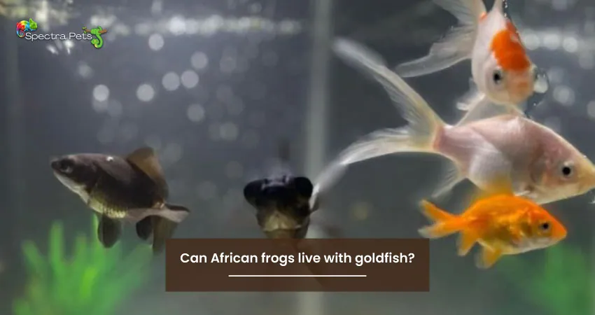 Can African frogs live with goldfish