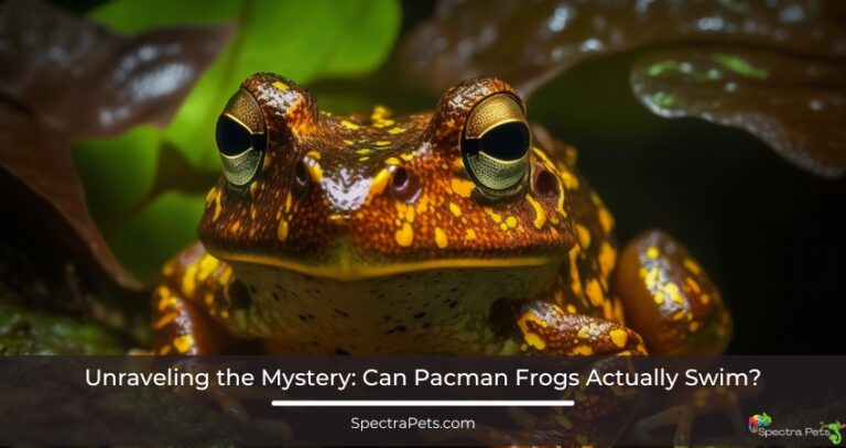 Can Pacman Frogs Actually Swim?