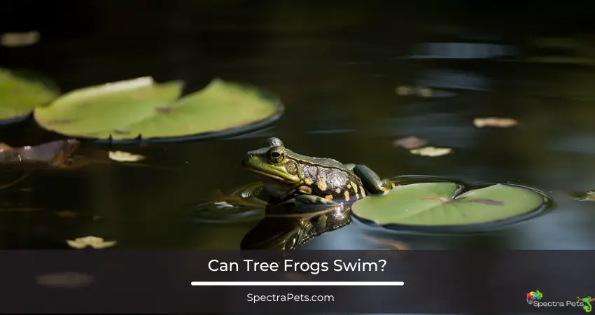 Can Tree Frogs Swim?