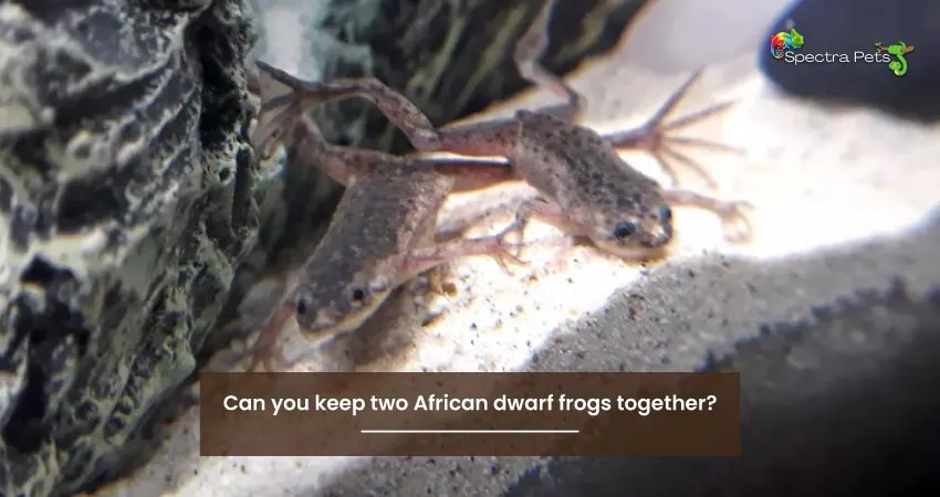 Can you keep two African dwarf frogs together