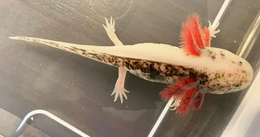 Chimera Axolotl