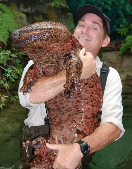 Chinese Giant Salamander