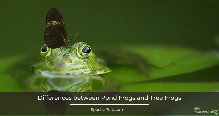 Differences between Pond Frogs and Tree Frogs