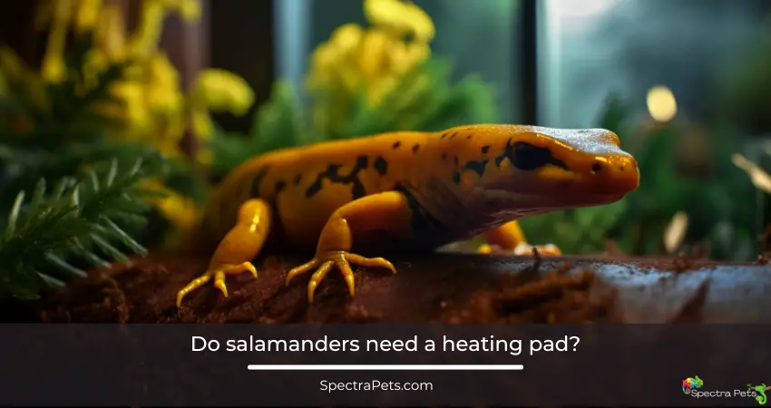 Do salamanders need a heating pad