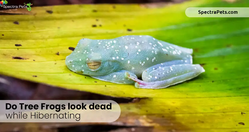 Do tree frogs look dead while hibernating