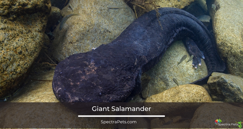 Giant Salamander