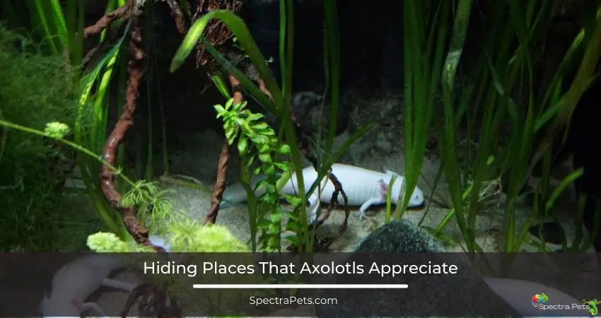 Hiding Places That Axolotls Appreciate