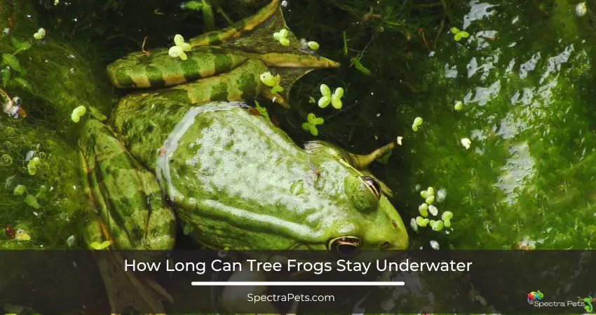 How Long Can Tree Frogs Stay Underwater