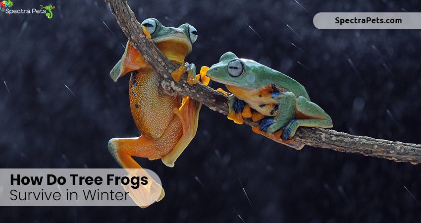 How do tree frogs survive winter