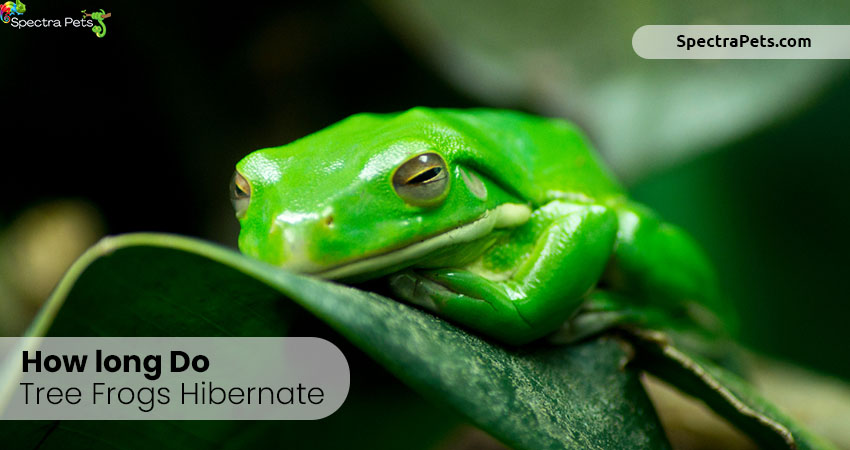 How long do tree frogs hibernate