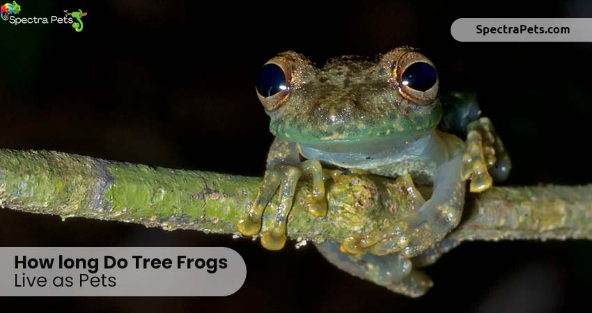 How long do tree frogs live as pets