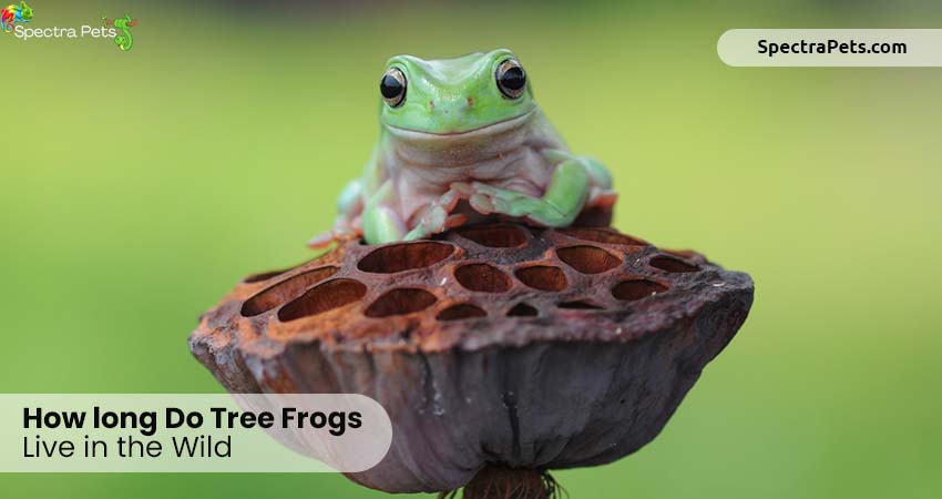 How long do tree frogs live in the wild