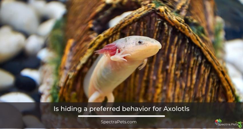 Is hiding a preferred behavior for Axolotls