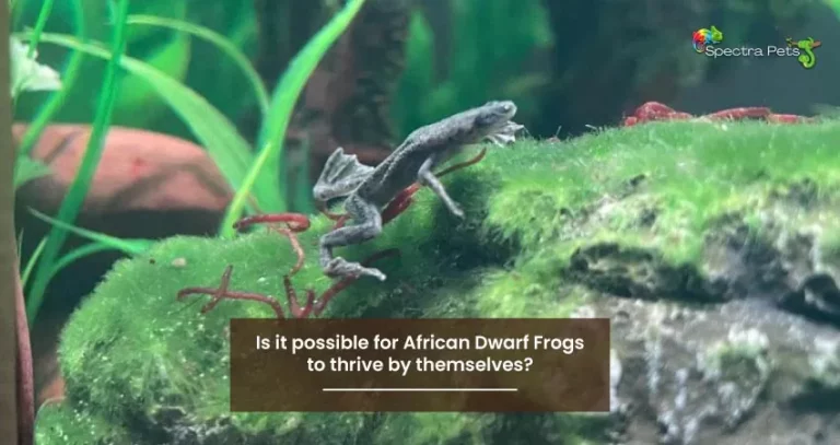 Is it possible for African Dwarf Frogs to thrive by themselves?