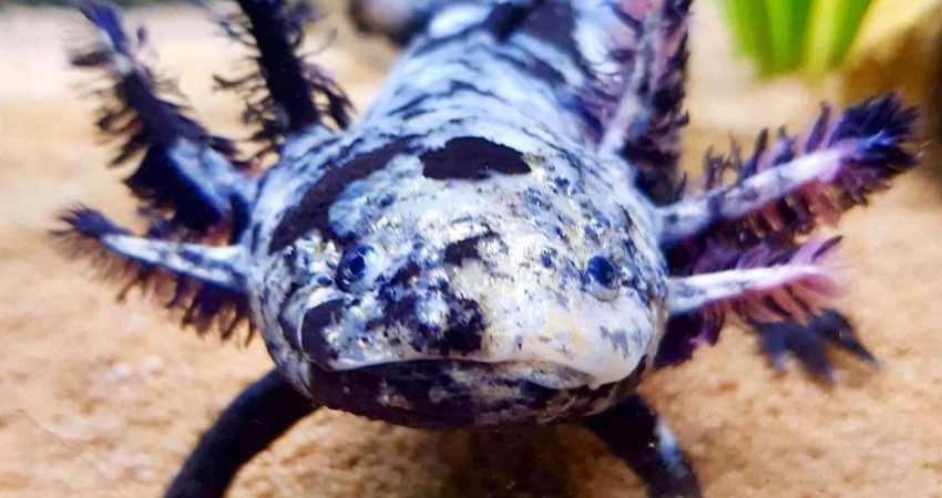 Mosaic Axolotl