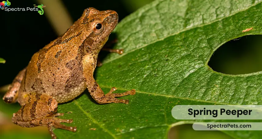 Spring-Peeper