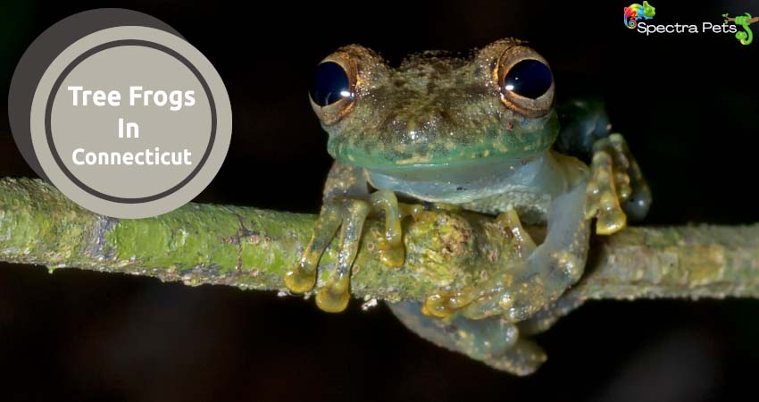 Tree Frog In Connecticut