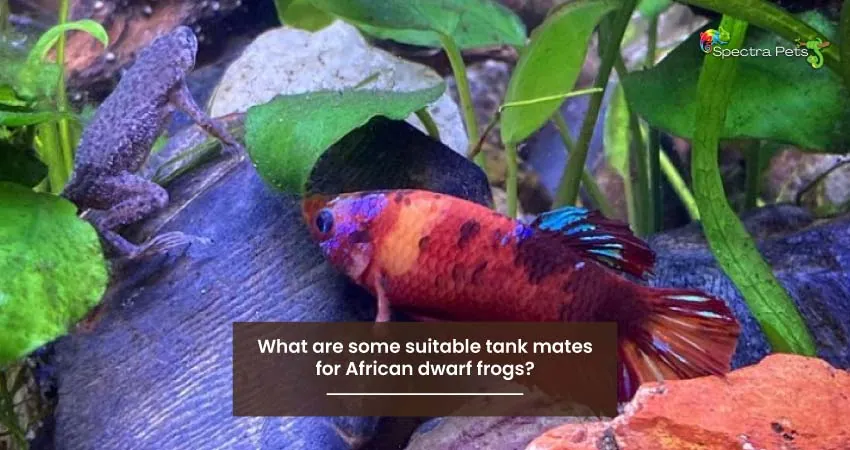 What are some suitable tank mates for African dwarf frogs