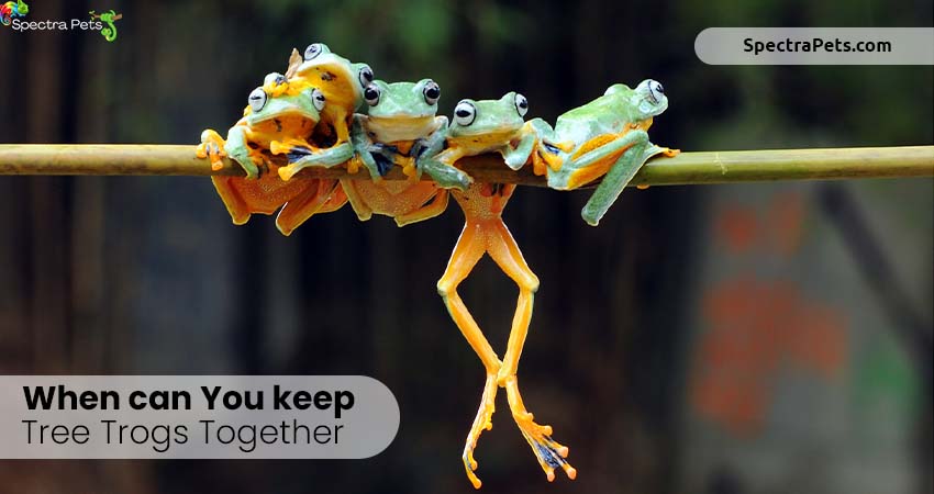 When can you keep tree frogs together
