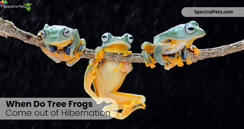 When do tree frogs come out of hibernation