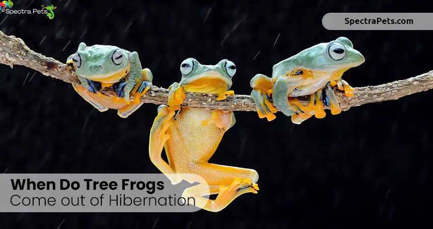 When do tree frogs come out of hibernation