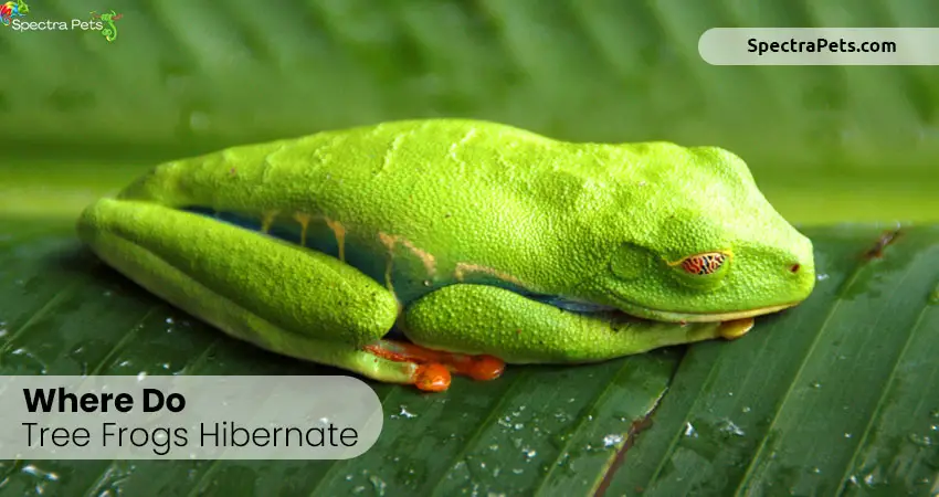 Where do tree frogs hibernate