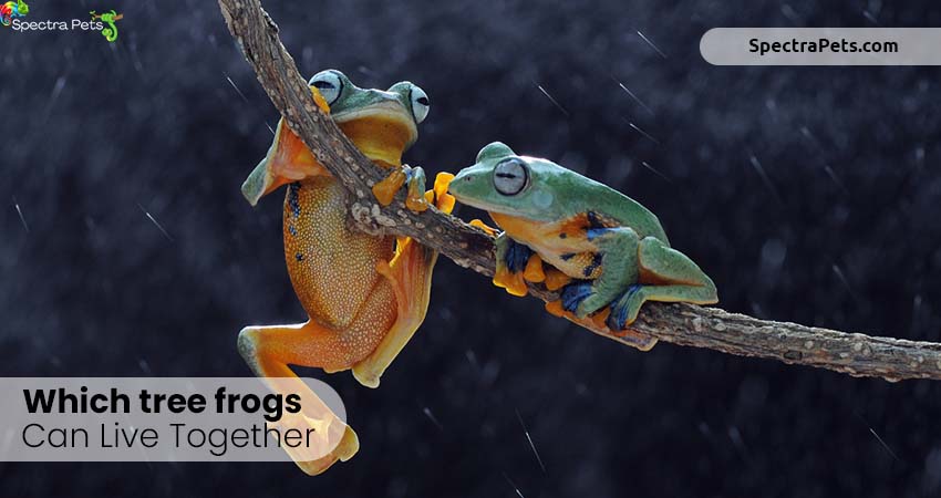 Which tree frogs can live together