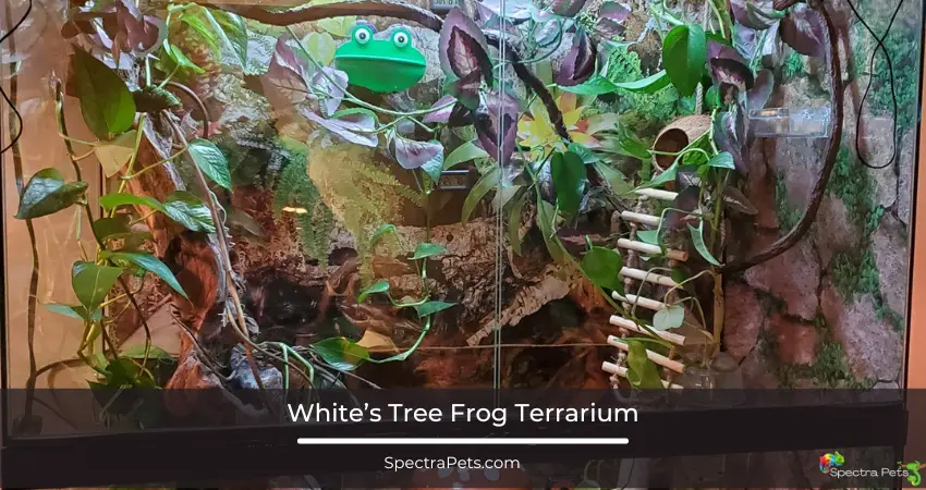 White’s Tree Frog Terrarium