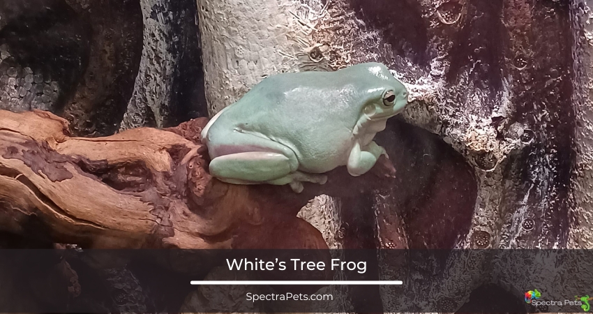 White’s Tree Frog Appearance